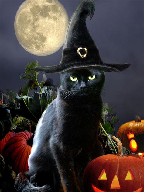 The art of casting spells with your bewitched cat: a beginner's guide for witches